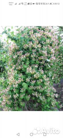 Жимолость декоративная