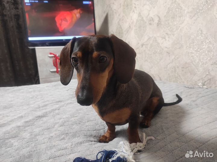 Вязка такса кобель