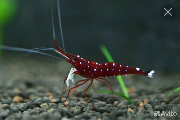 Аквариумные креветки и мини раки