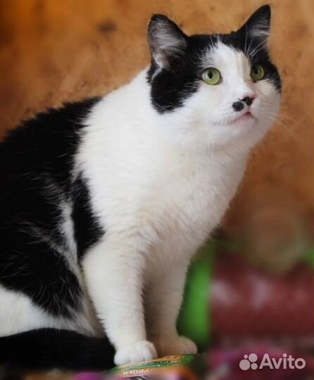 Котик в добрые руки