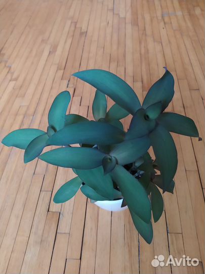 Традесканция паллида 