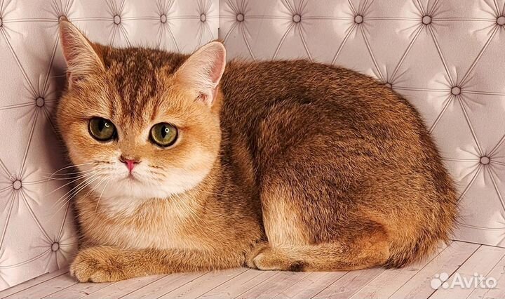 Золотая шиншилла