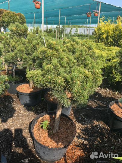 Сосна горная