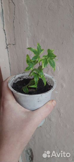 Плющ пестролистный, хедера хеликс