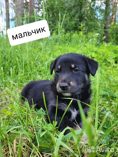 Щенки ищут себе Семью бесплатно