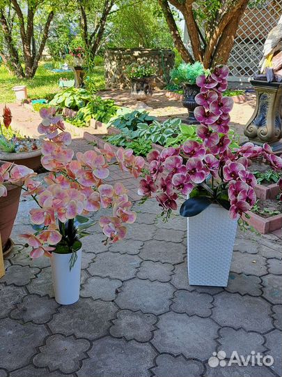 Напольные композиции с орхидеями