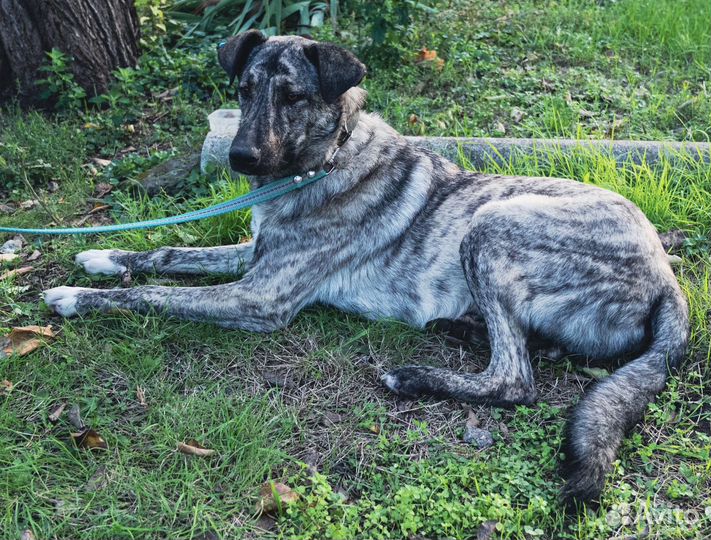 Очень умный пёс