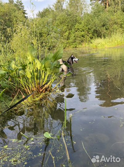 Гостиница для животных
