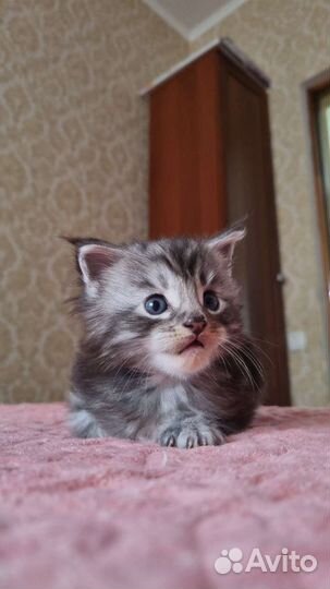 Котята мейкун