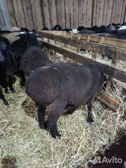 Курдючные бараны овцы