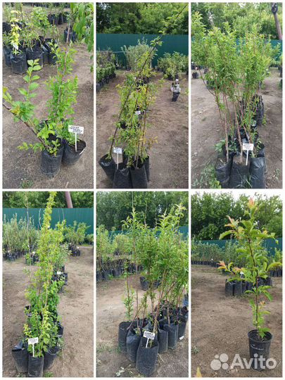 Саженцы вкусных слив, 3летки, от 1,5 м, Зкс