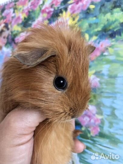 Морская свинка девочка 1 месяц