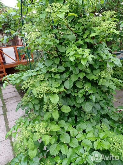 Гортензия черешковая Петиоларис