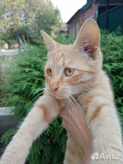 Кот очень умный