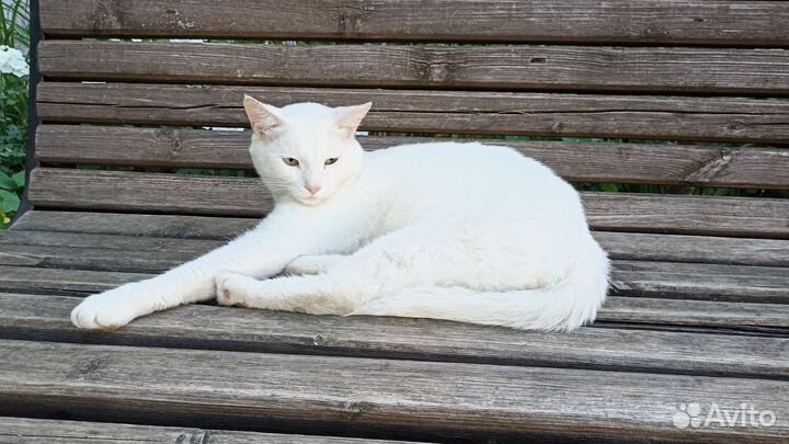 Чей котик потерялся, ласковый на ул Космонавтов