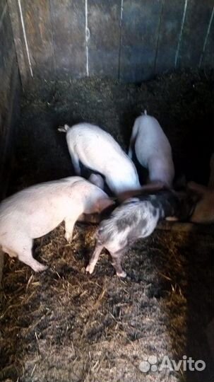 Поросята мясной породы,лондрас+дюрок. возраст от 1