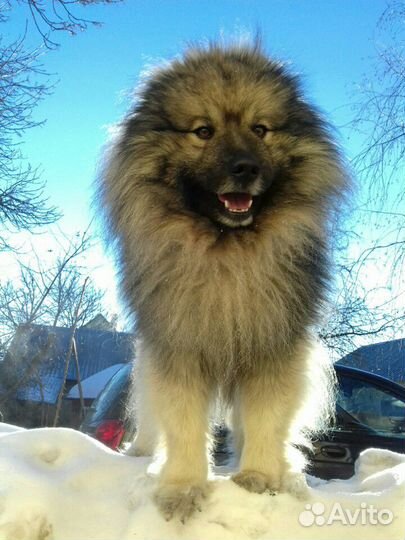 Вольфшпиц (кеесхонд) вязка