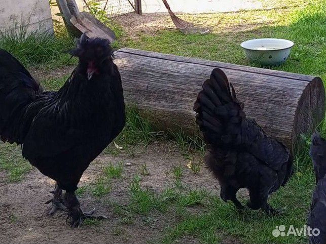 Яйцо куриное инкубационное