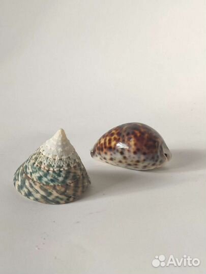 Морские ракушки раковины