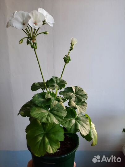 Герань пеларгония белая, пеларгония герань красная