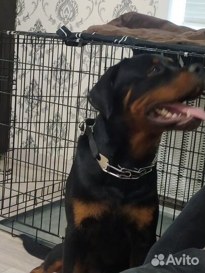 Отдам в хорошие руки собаку