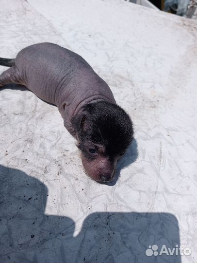 Чудо собачки щенки ксоло девочка и мальчик