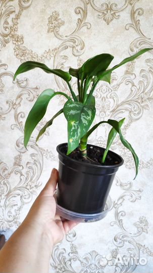 Аглаонема, Дифенбахия,Спатифилум