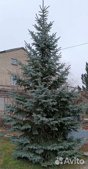 Ель голубая