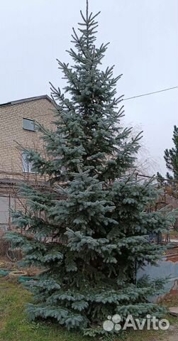 Ель голубая