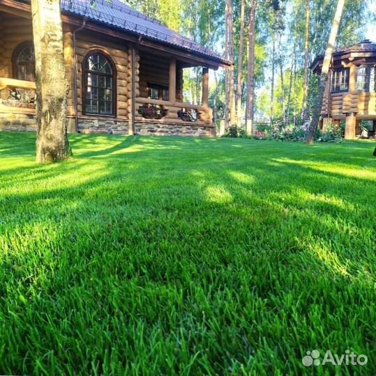 Рулонный газон, газон посевной