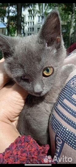 Котенок девочка метис