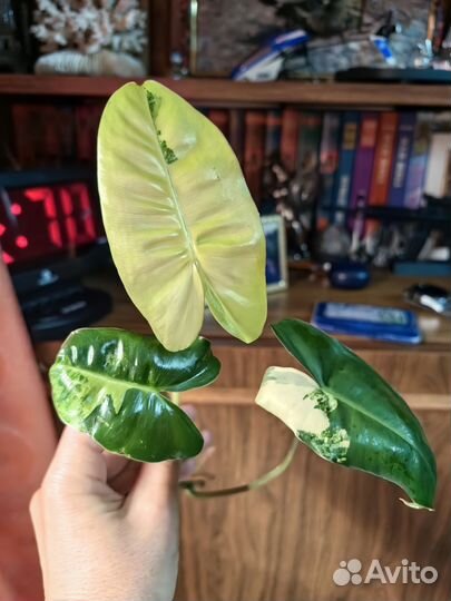 Антуриум пестролистный