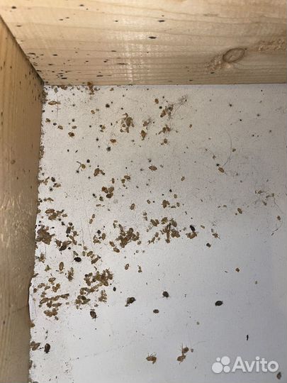 Клопы, тараканы, обработка бытовок