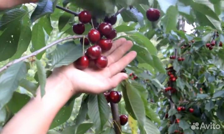 Канадские зимостойкие сорта черешни