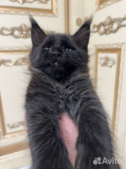 Котята мейн-кун черный дым
