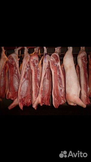 Продам мясо свинины