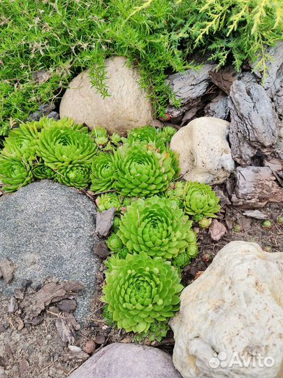 Каменная роза уличная, молодило, суккулент