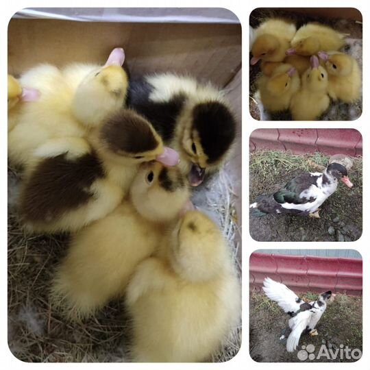 Утята индоутки