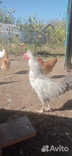 Молодые петушки