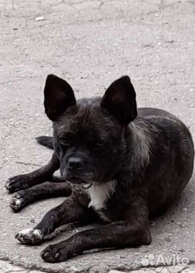 Собаки бесплатно