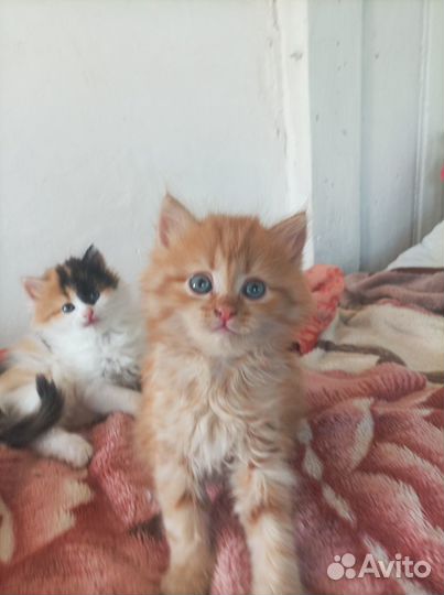 Котята отдам в добрые руки бесплатно