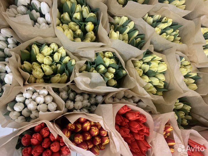 Тюльпаны с теплицы оптом