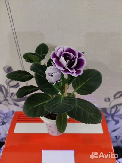 Глоксиния махровая