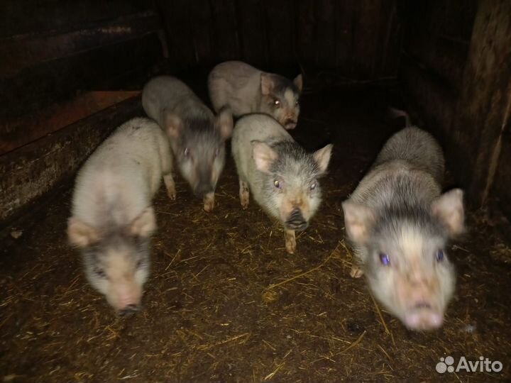 Вьетнамские поросята