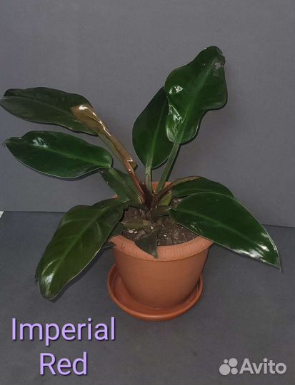 Филодендрон