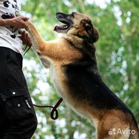 Собака в добрые руки в дар