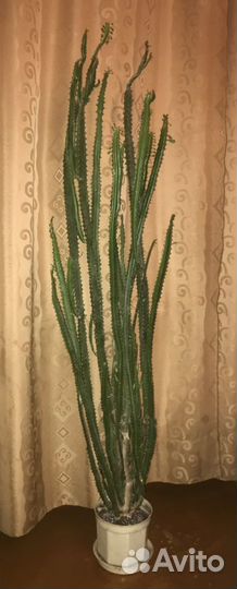 Кактус молочай трехгранный