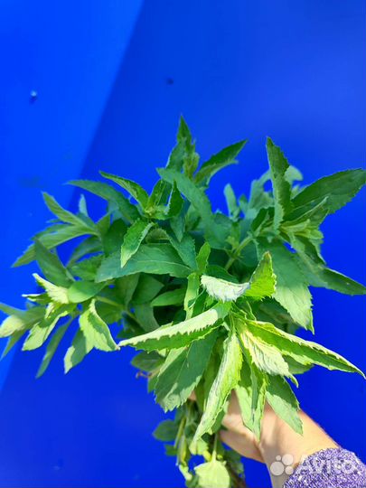 Укроп, мята, мелисса лимонная