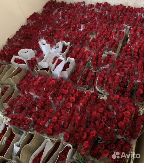 Бордовые розы