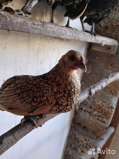 Куры Сибрайт